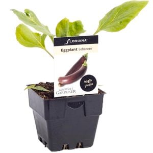 100mm Eggplant Lebanese - Solanum melongena