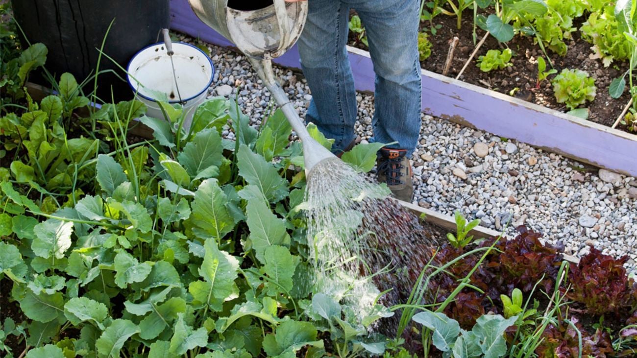 Person using a watering can to water their vegie garden