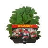 Punnet Petunia Cascade Mix - Petunia hybrida - Mega Punnet Flowering Range