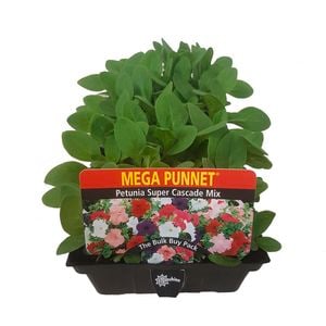 Punnet Petunia Cascade Mix - Petunia hybrida - Mega Punnet Flowering Range