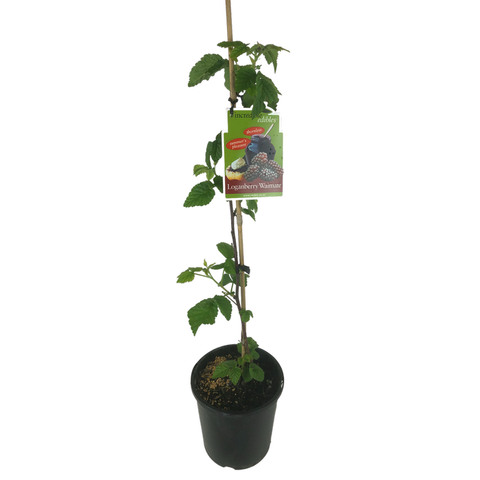 3L Loganberry Waimate -  Rubus idaeus Hybrid Waimate - Incredible Edibles Range