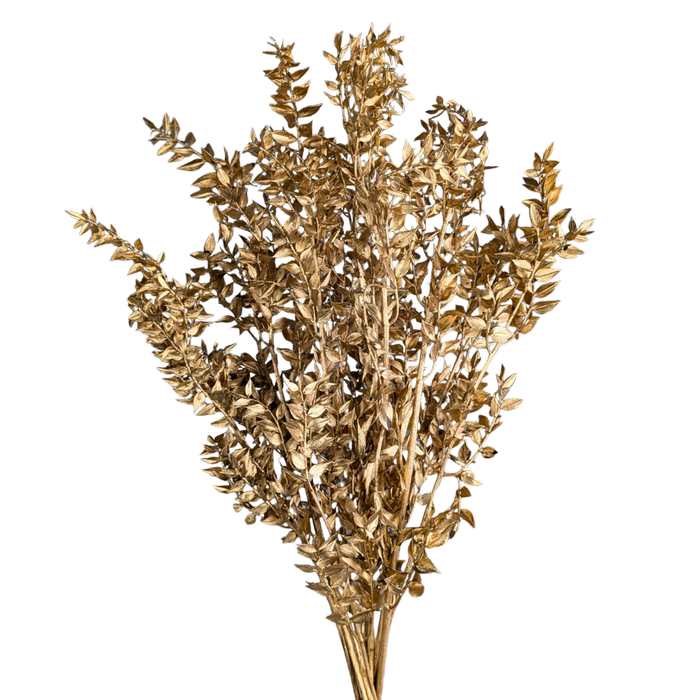 Blooms of Joy 60cm Gold Ruscus 10 Pack Preserved - Bunnings Australia