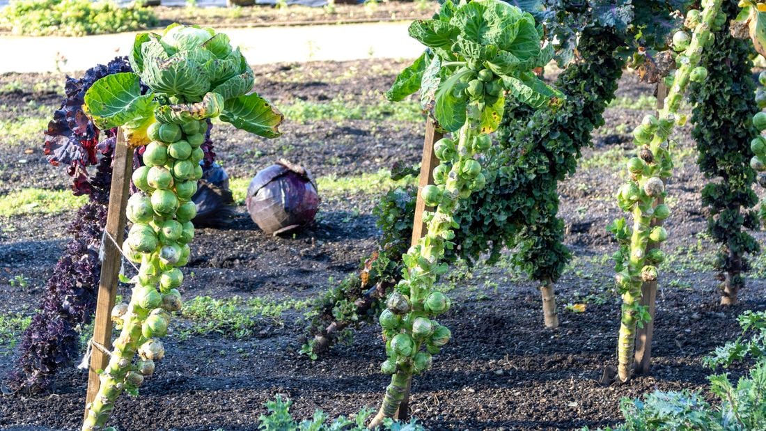 Tall stalks covered in brussel sprouts.