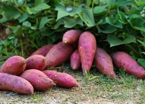 Purple sweet potatoes harvested beside the plants