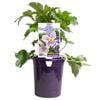 140mm Anemone Regal Swan