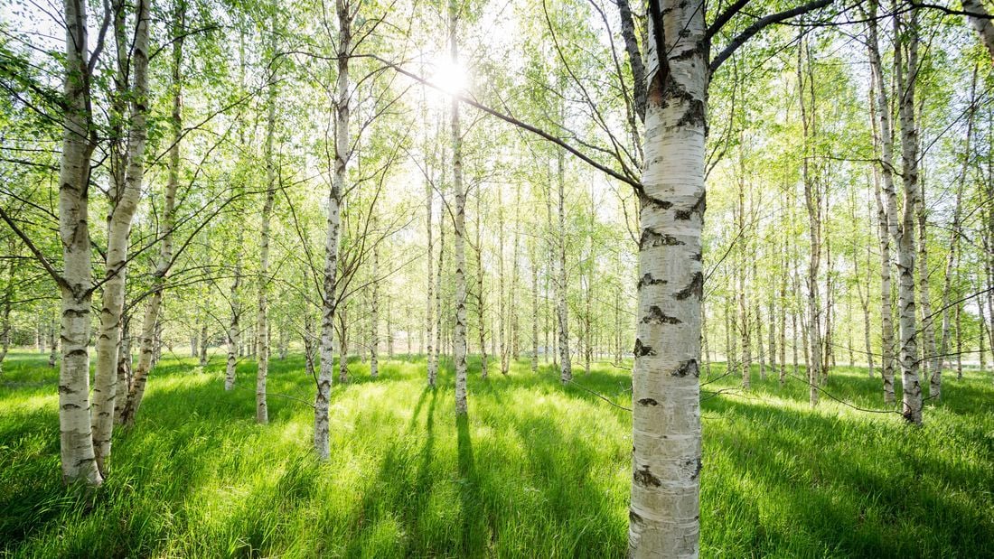 The sun shining through silver birch trees
