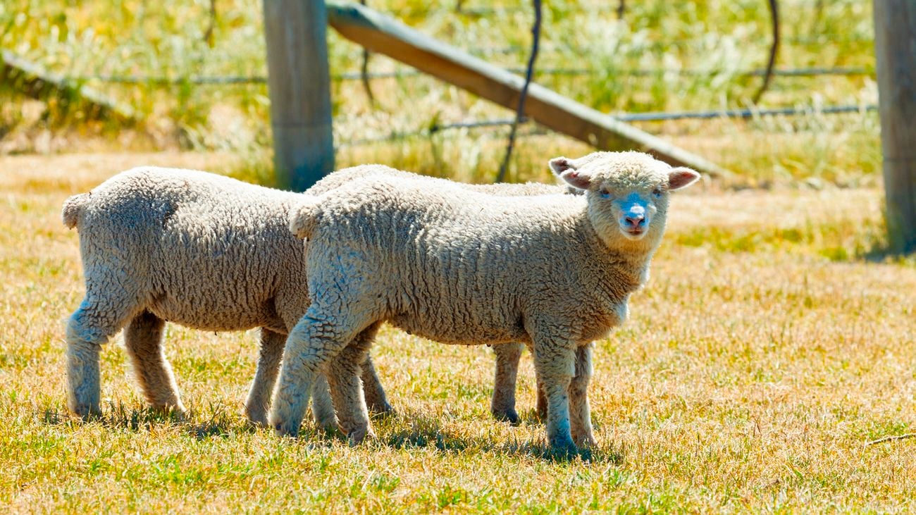 Three white sheep stand in a sunny field with a fence in the background.