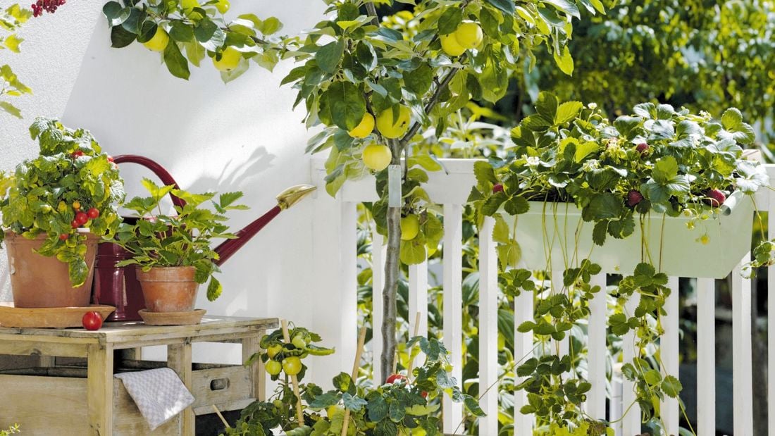 Fruit trees on deck area