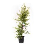 250mm Syzygium Backyard Bliss - Syzygium australe
