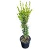 4L Box Hedging - Buxus sempervirens 'Graham Blandy'