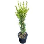 4L Box Hedging - Buxus sempervirens 'Graham Blandy'