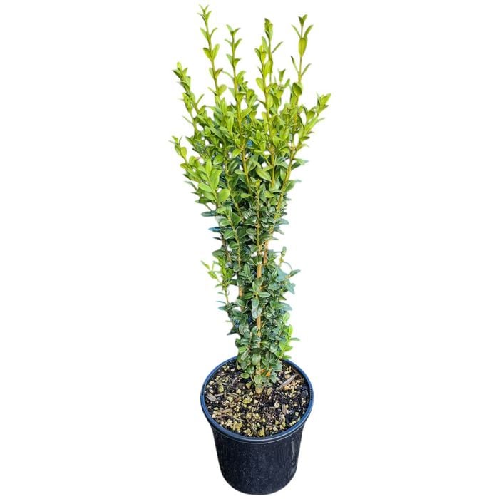4L Box Hedging - Buxus sempervirens 'Graham Blandy'