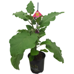 170mm Aubergine Black Droplet - Solanum melongena