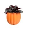 95mm Indoor Foliage in Ceramic Pumpkin Pot