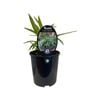 1.9L Dianella Tasred - Dianella tasmanica