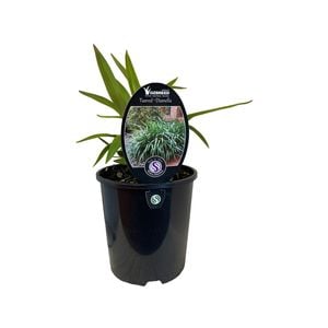 1.9L Dianella Tasred - Dianella tasmanica
