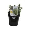 95mm Lemon Thyme - Thymus citriodorus - Food For Life Range