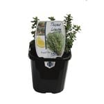 95mm Food for Life Range Lemon Thyme - Thymus citriodorus