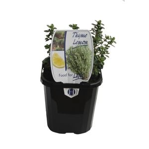 95mm Food for Life Range Lemon Thyme - Thymus citriodorus