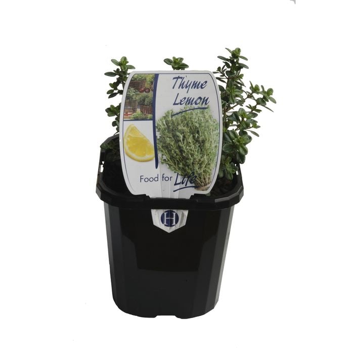 95mm Lemon Thyme - Thymus citriodorus - Food For Life Range