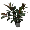150 Rubber Plant - Ficus elastica Melany