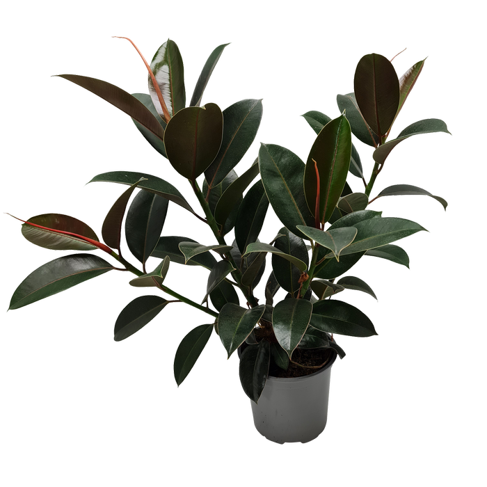 150 Rubber Plant - Ficus elastica Melany