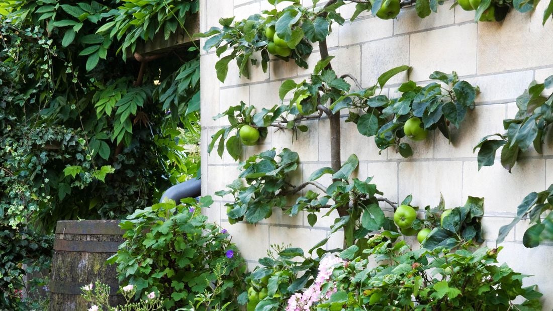 Assorted plants growing in garden bed with cream brick wall in background