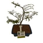 180mm Bonsai Starter Punnet