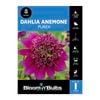 Bloomin' Bulbs Dahlia Purex - 1 Pack