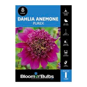 Bloomin' Bulbs Dahlia Purex - 1 Pack