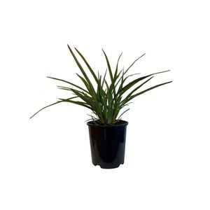 1.9L Dianella Nigra - Turutu hybrid
