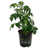 170mm Tomato Tutti-Frutti™ F1 Cherry - Solanum lycopersicum