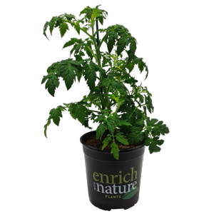 170mm Tomato Tutti-Frutti™ F1 Cherry - Solanum lycopersicum