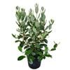 4L Brazilian Guava - Feijoa Sellowiana