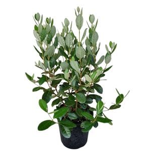 4L Brazilian Guava - Feijoa Sellowiana