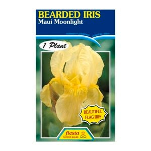 Fiesta Flower Bulbs Iris Germanica Maui Moonlight Bulb