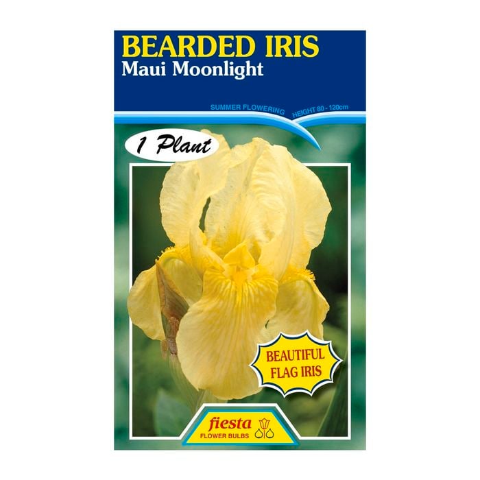 Fiesta Flower Bulbs Iris Germanica Maui Moonlight Bulb