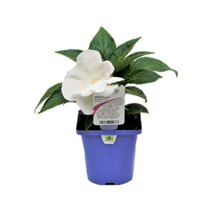 10cm Impatiens Clockwork White - Impatiens 