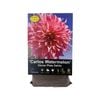 Yarra Valley Bulbs Dahlia Carlos Watermelon - 1 Pack