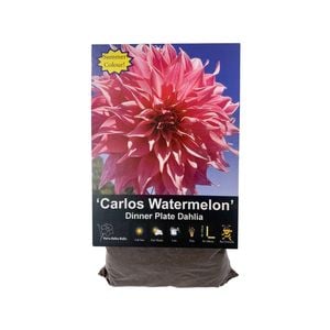 Yarra Valley Bulbs Dahlia Carlos Watermelon - 1 Pack