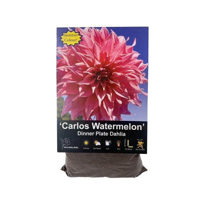 Yarra Valley Bulbs Dahlia Carlos Watermelon - 1 Pack
