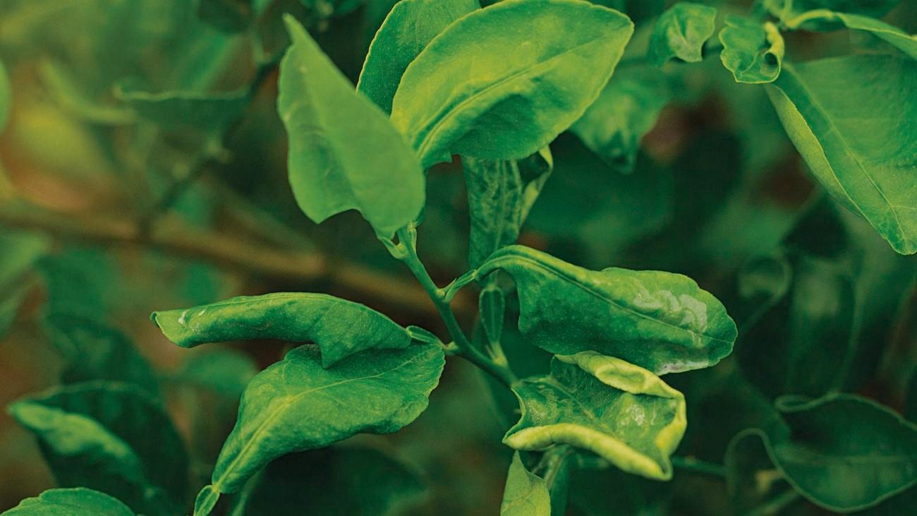 Leaves of citrus plant.