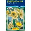 Hymenocallis Sulphur Queen