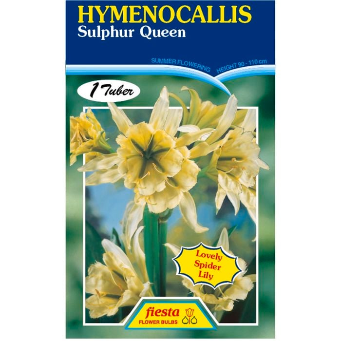 Hymenocallis Sulphur Queen