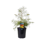 200mm Grevillea Outback Sunrise - Grevillea hybrida