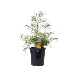 200mm Grevillea Outback Sunrise - Grevillea hybrida