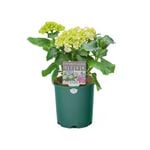 140mm Hydrangea- Hydrangea Macrophylla