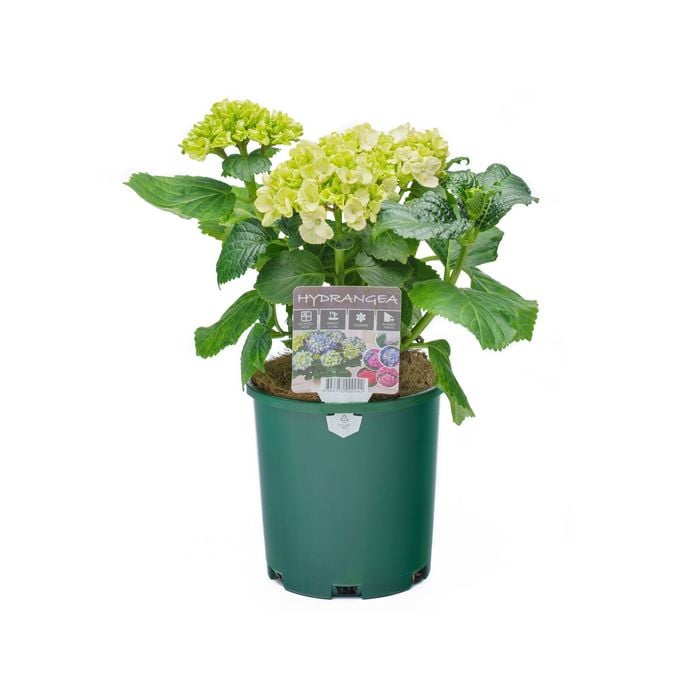 140mm Hydrangea- Hydrangea Macrophylla