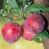 Bagged Primetime Plum - Prunus spp