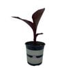 2.5L Canna Lily - Canna tropicanna Black